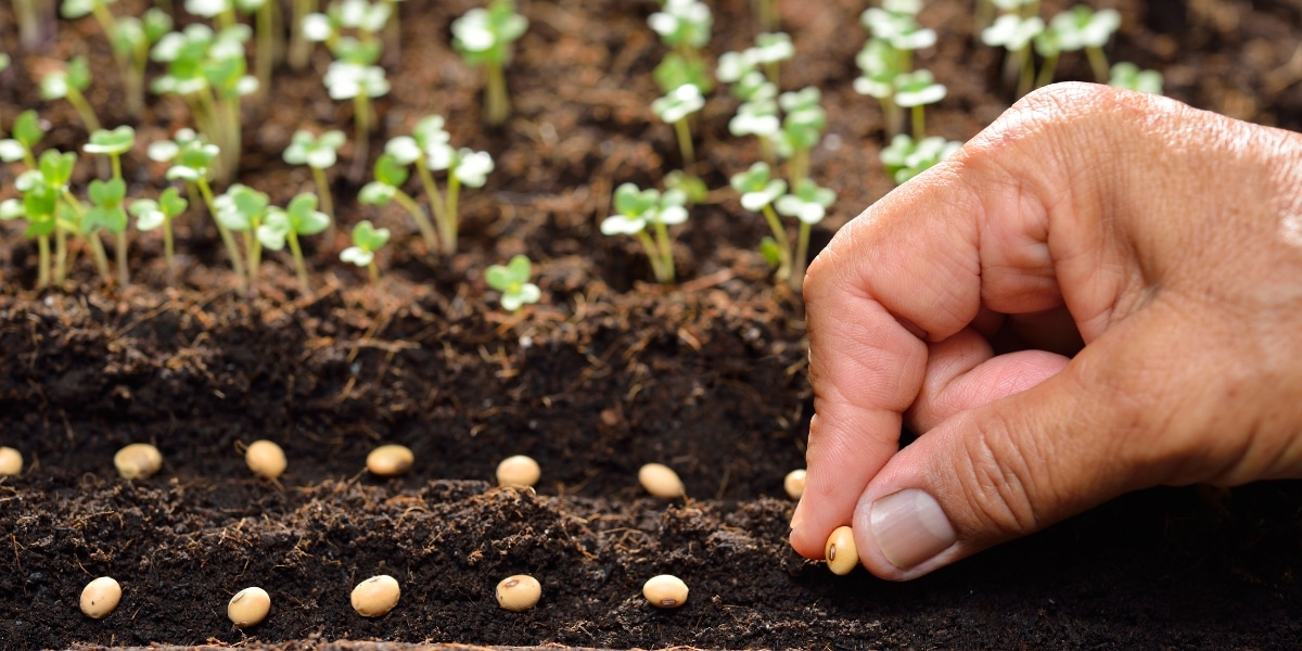 Realizzare semenzai ecologici per facilitare la semina nell’orto