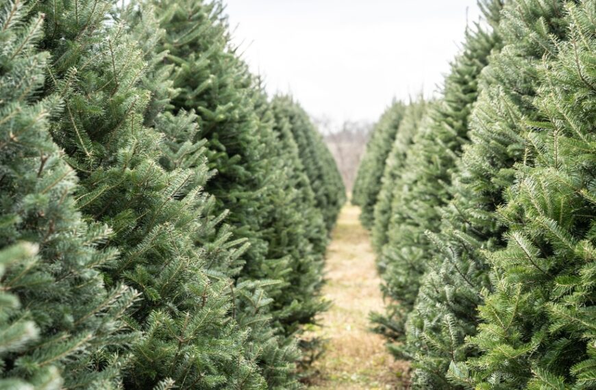 Come scegliere l'albero di Natale naturale giusto?