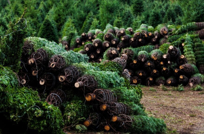 Alberi di Natale: le varietà più resistenti da scegliere per goderne fino al 2024