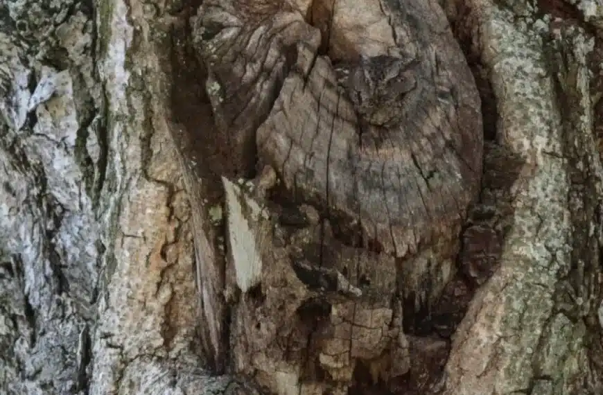 Se individuate il gufo su questo albero entro 5 secondi, avrete una visione di 20/20 | Prova di abilità di osservazione