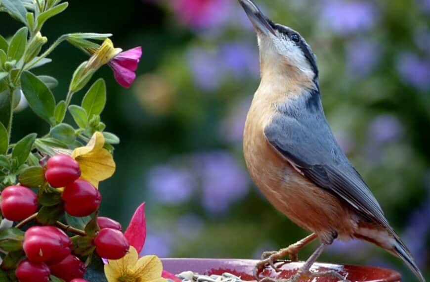 Come posso attirare gli uccelli nel mio giardino?