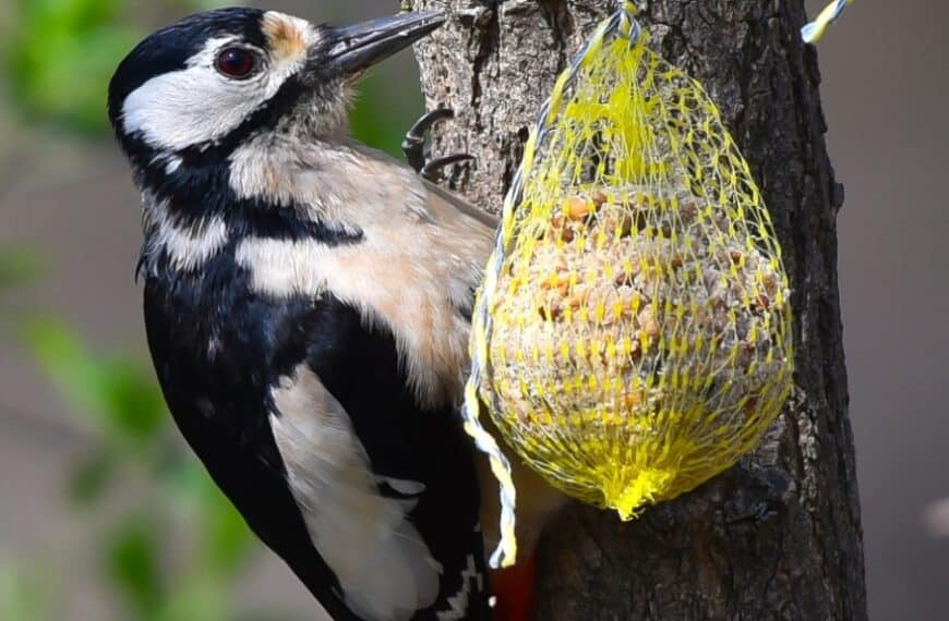 Come si preparano le palline di grasso e di semi per gli uccelli?