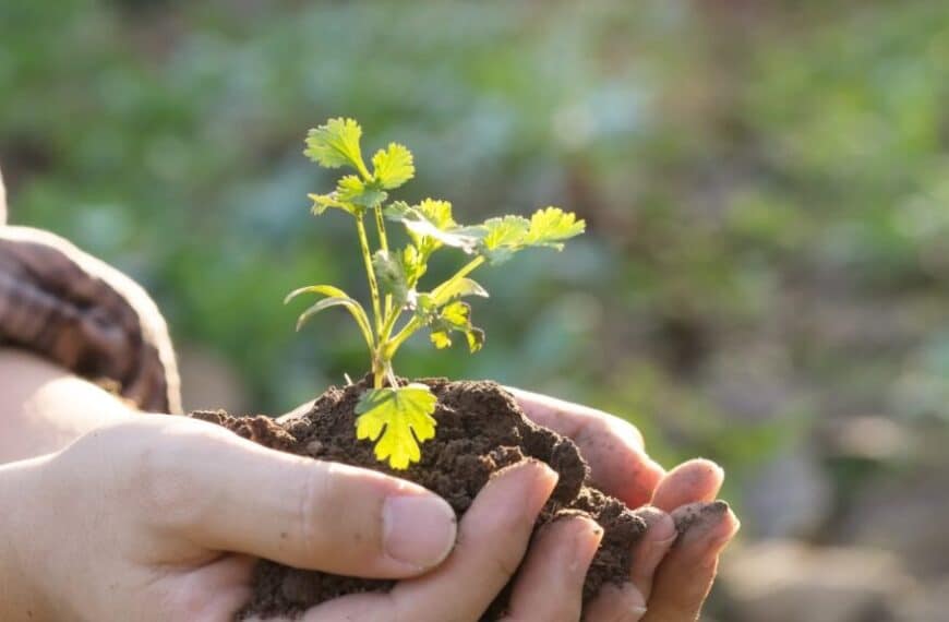 Permacultura: è possibile coltivare senza lavorare il terreno!