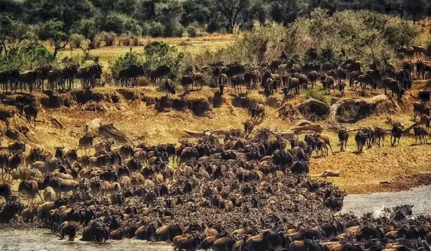 È ora di mettere alla prova la vostra vista! Cercate di individuare il rinoceronte tra questa mandria di gnu in meno di 25 secondi in questa illusione ottica