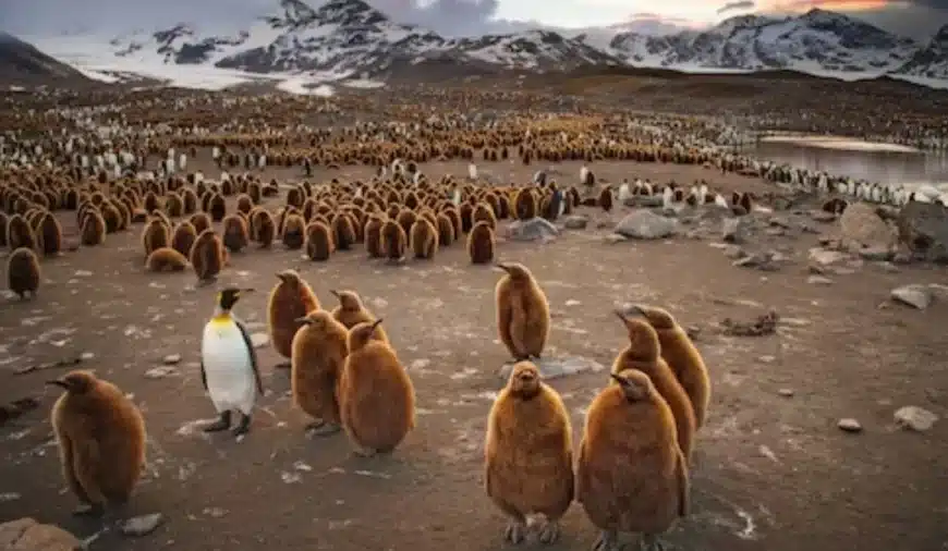 Sfida di illusione ottica: non tutti questi sono pinguini. C’è un cucciolo d’orso nascosto tra loro. Lo vedete?