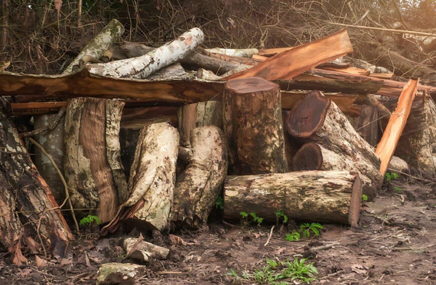 Test visivo: in questa foto c’è una lucertola, ma dove si nasconde?