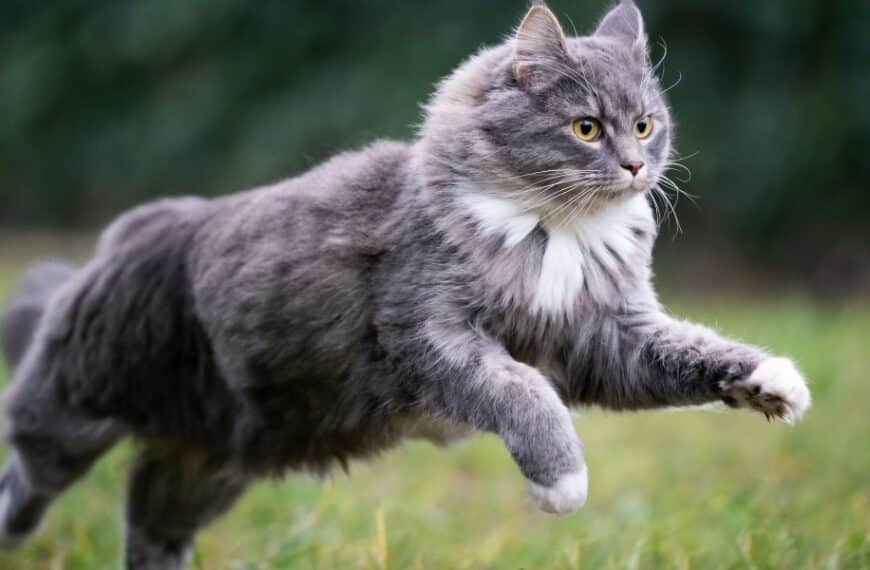 Come posso usare i fondi di caffè come repellente per i gatti?