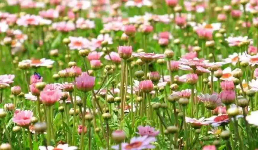 C’è una farfalla nascosta tra questi fiori. La vedete in questa illusione ottica?