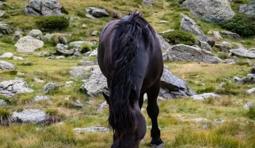 Illusione ottica: Questo cavallo è perseguitato da uno sciacallo. Riuscite a riconoscere lo sciacallo in 17 secondi?