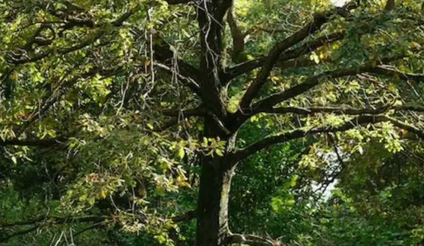 Illusione ottica Trova e cerca: In questa immagine di un albero, riesci a trovare il Koala entro 10 secondi?