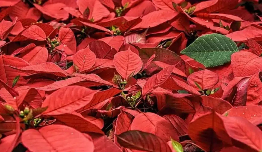 Illusione ottica trova e cerca: La maggior parte delle persone non nota le labbra di questi fiori al primo sguardo. E voi?