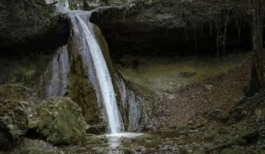 Illusione ottica trova e cerca: Riesci a individuare la volpe in questa immagine entro 17 secondi?