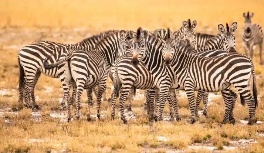 Questa illusione ottica metterà alla prova i vostri occhi! È un tasso? Rimarrete sorpresi dopo aver scoperto la posizione del tasso tra queste zebre