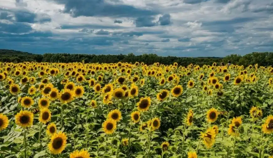 Sfida all’illusione ottica: entro 17 secondi, cercate di trovare l’ape in questo campo di girasoli