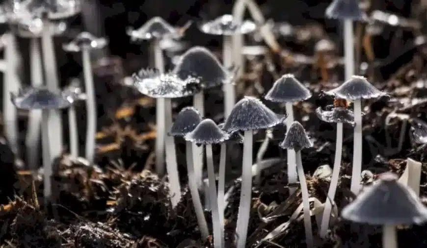 Sfida di illusione ottica: Riesci a individuare una conchiglia tra i funghi in 10 secondi?