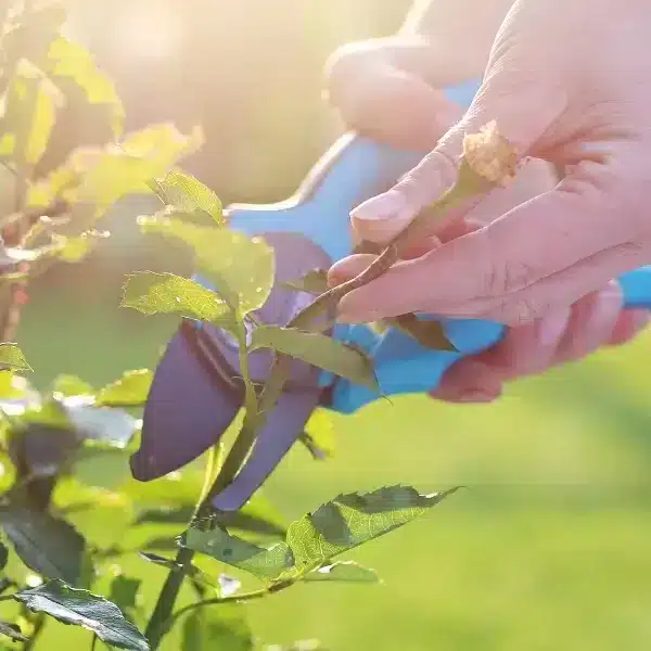 Consigli di giardinaggio: curare le rose di copertura e scegliere le varietà migliori