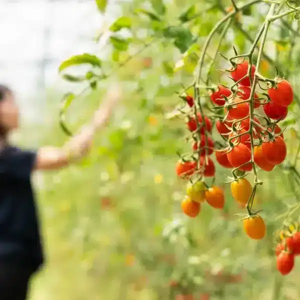 Coltivare pomodori in piena estate: 3 semplici consigli per un orto che fiorisce in agosto