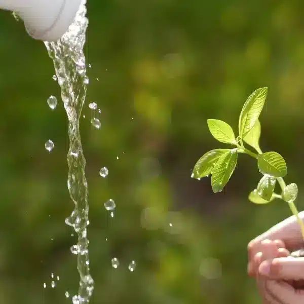 Consigli per il giardinaggio: padroneggiare l’arte del risparmio idrico e avere comunque un giardino rigoglioso