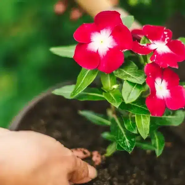 Trasformate il vostro giardino con questi consigli per coltivare rose rigogliose e spettacolari