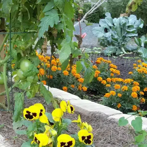 Creare un giardino di campagna senza sforzo: consigli essenziali per uno spazio verde a bassa manutenzione