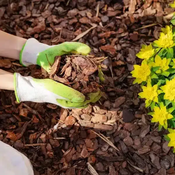 Liberate il potenziale del vostro giardino: scoprite come la pacciamatura può aiutarvi!