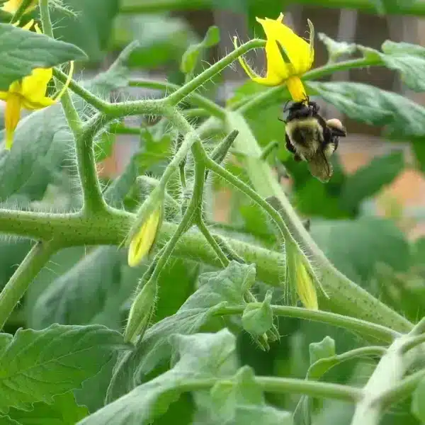 Come vengono impollinati i fiori di pomodoro?