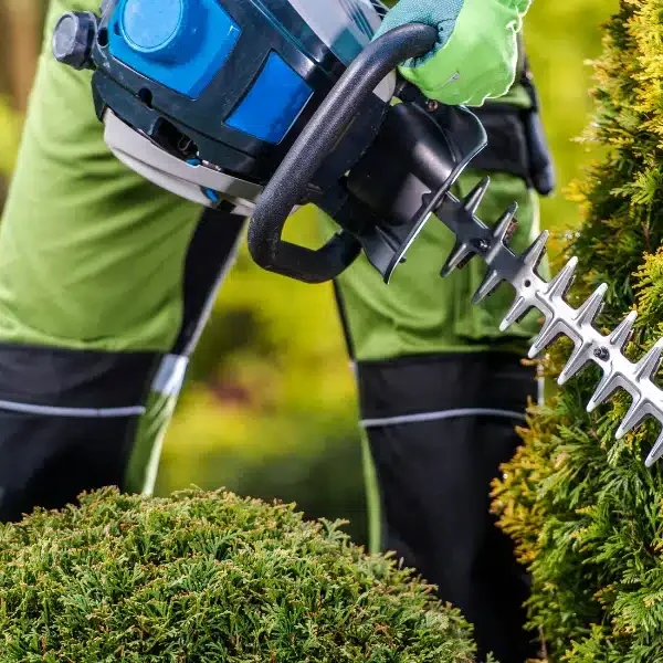 Consigli per un giardino splendente: scoprite perché la potatura di piante e alberi è fondamentale