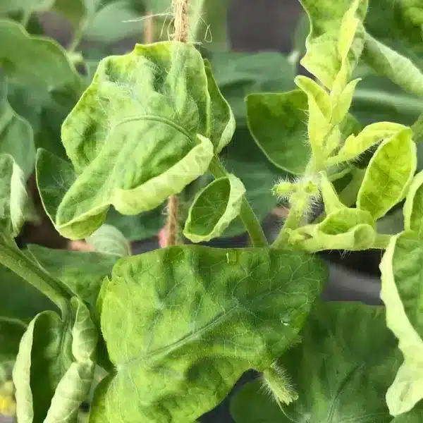 Perché le foglie dei pomodori si arricciano: consigli per un orto rigoglioso