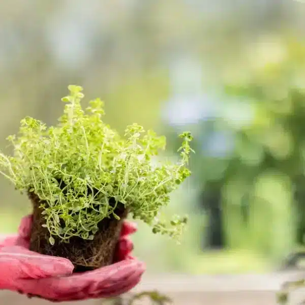 Consigli di giardinaggio inaspettati per sfruttare al meglio ogni centimetro del vostro piccolo angolo verde