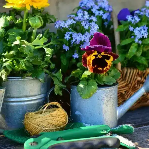 Semina e dimentica: 6 fiori estivi che non hanno bisogno di acqua – un must per tutti i giardinieri