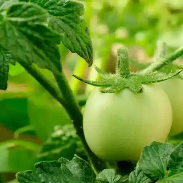 I vostri pomodori non stanno diventando rossi! Niente panico: vi mostriamo come rimediare alla situazione.